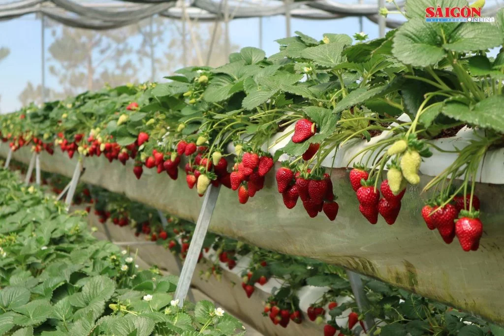 Vườn dâu là nơi không thể bỏ qua khi du lịch miền trung